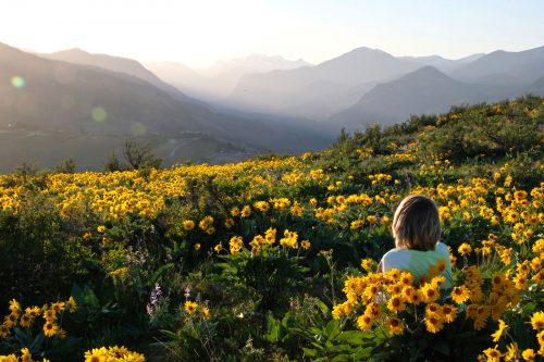 Contro traumi e distorsioni prova l’efficacia dell’arnica